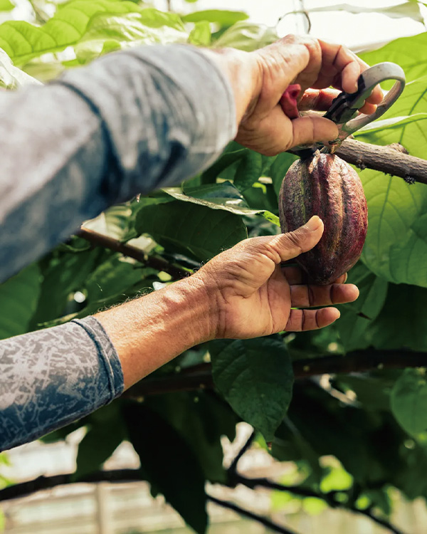 2026-0303-rosewood miyakojima-Dining-Earth to Table-image-2
