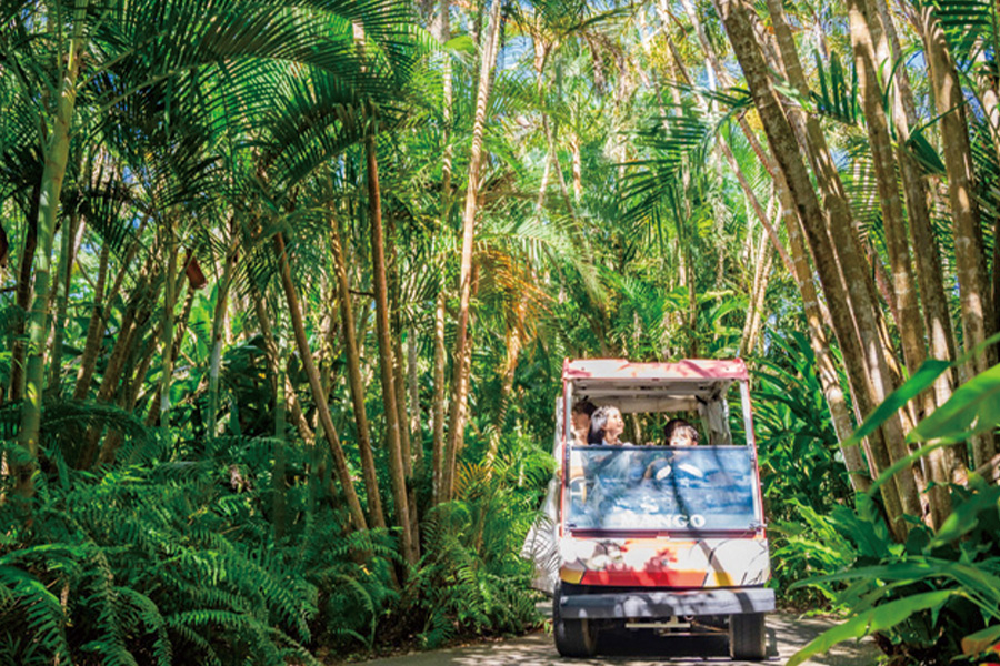 2026-0306-Maipari-image-1