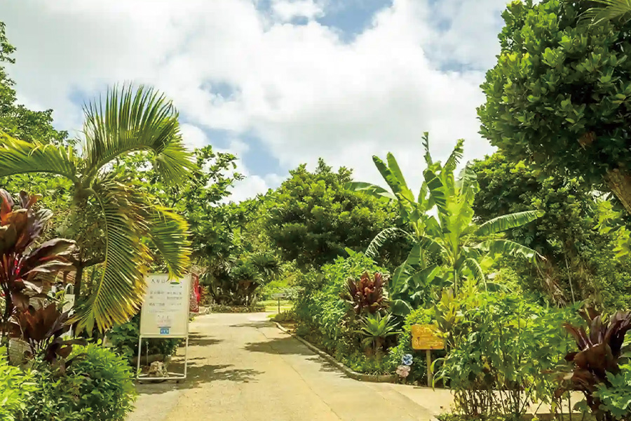 2026-0306-Miyakojima City Tropical Plant Garden-image