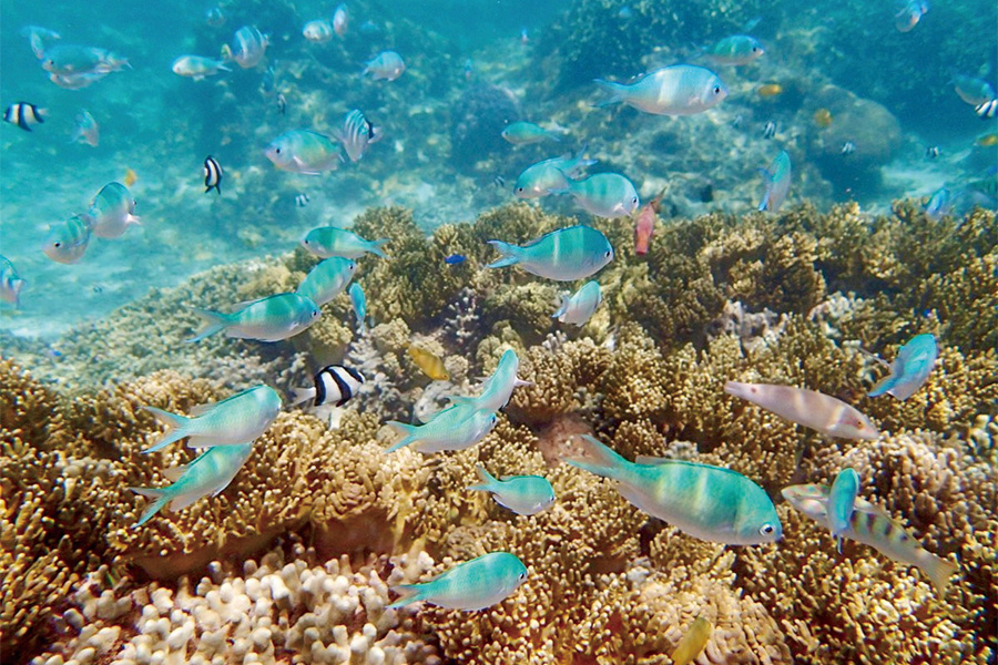 2026-0306-Yoshino Kaigan Beach-image-1