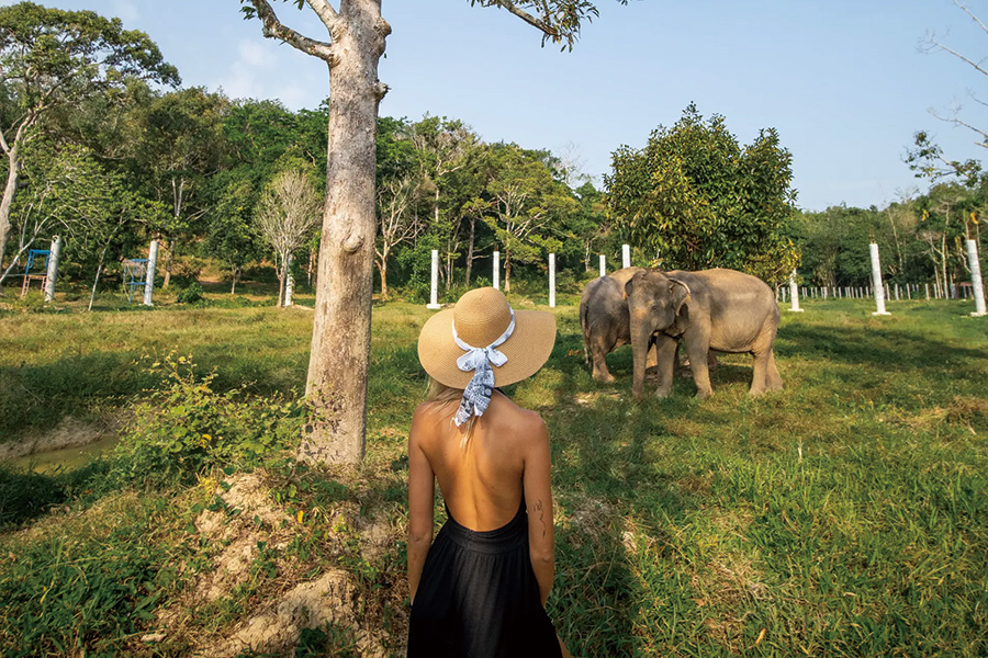 2026-0309-Banyan Tree-image-6