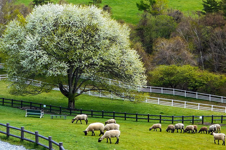 2026-0326-mtfuji Yoshida-image-03