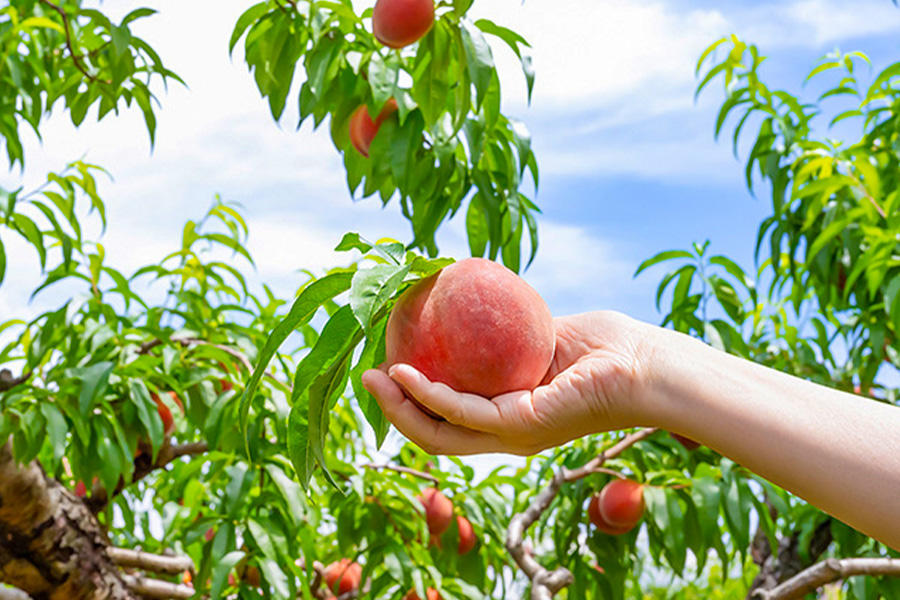 2026-0326-mtfuji Yoshida-image-11