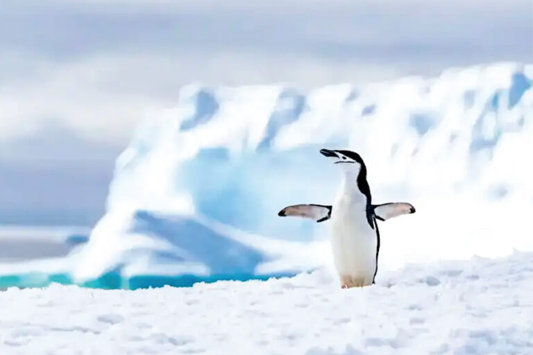 南極21郵輪 | 南極 | 南極圈空中巡航 Polar Circle Air-Cruise / 2027年02月 / 2028年02月