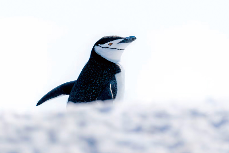 2026-0430-antarctica21-image-01