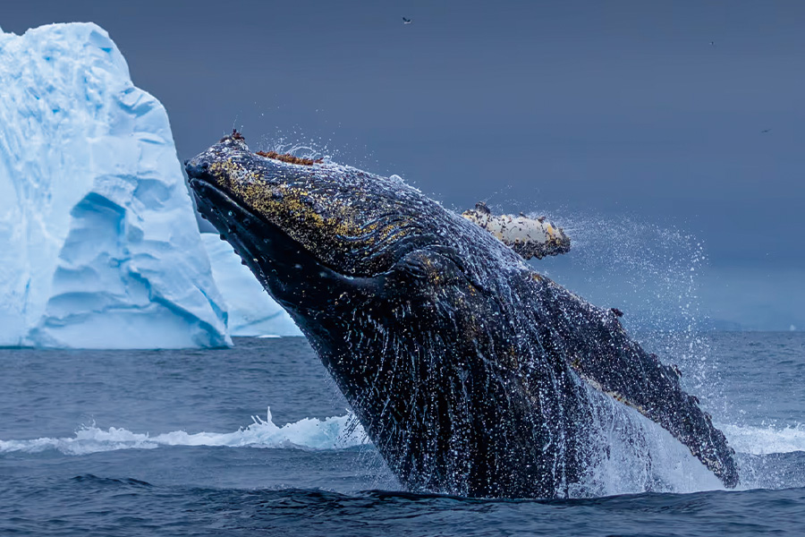 2026-0430-antarctica21-image-02