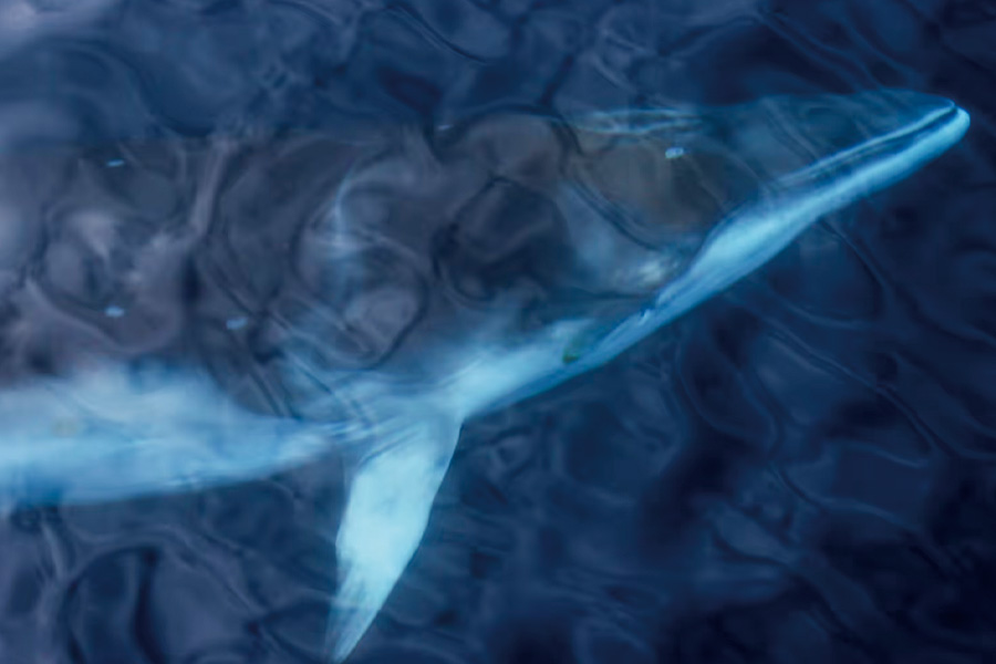 2026-0430-antarctica21-image-03