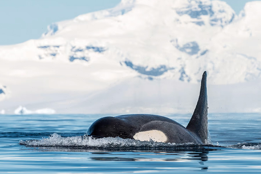 2026-0430-antarctica21-image-04