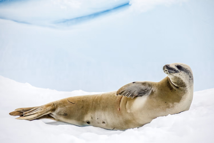 2026-0430-antarctica21-image-05