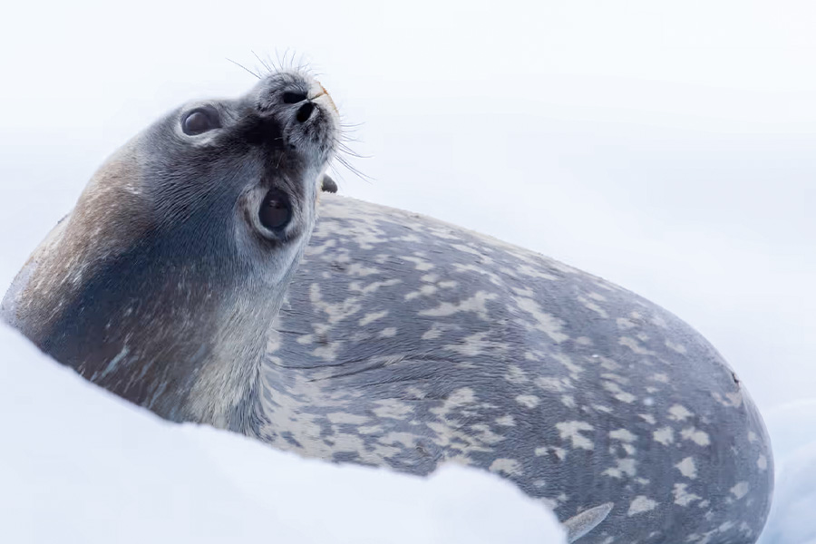 2026-0430-antarctica21-image-06