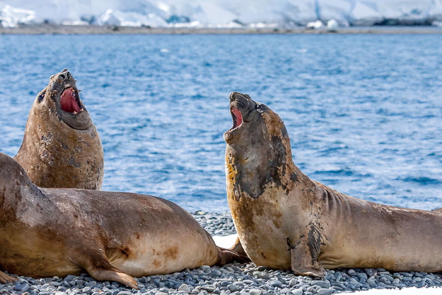 2026-0430-antarctica21-image-07