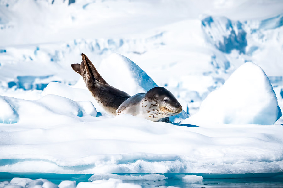 2026-0430-antarctica21-image-08