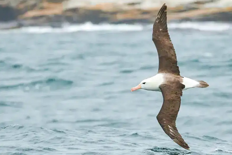 2026-0430-antarctica21-image-09