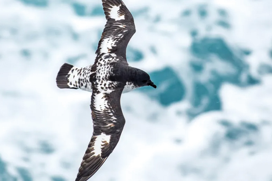 2026-0430-antarctica21-image-10