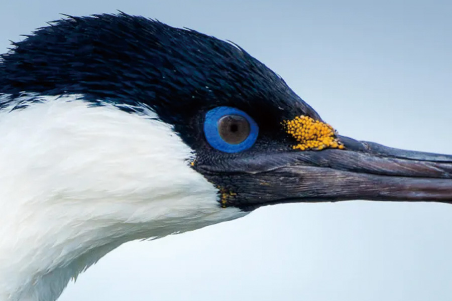 2026-0430-antarctica21-image-11