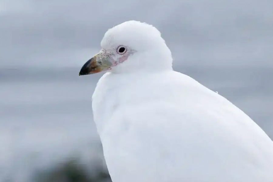 2026-0430-antarctica21-image-12