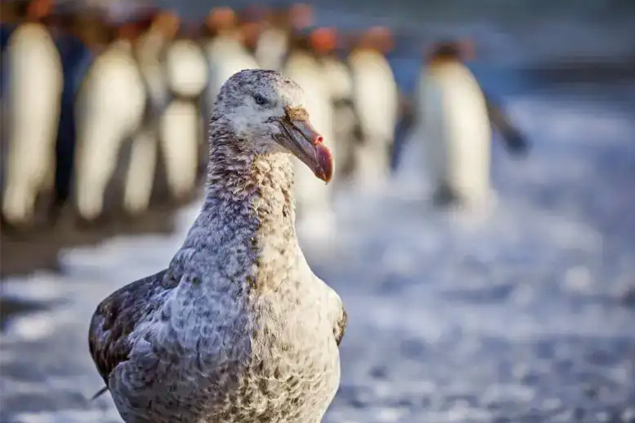 2026-0430-antarctica21-image-13