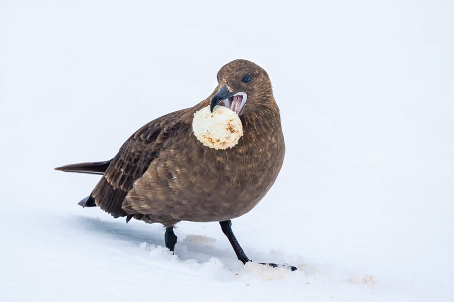 2026-0430-antarctica21-image-14
