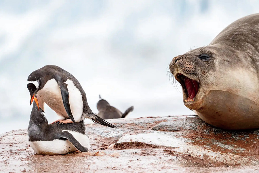 2026-0430-antarctica21-image-15