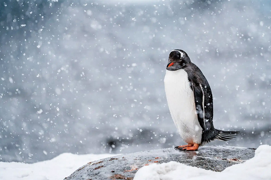 2026-0430-antarctica21-image-18