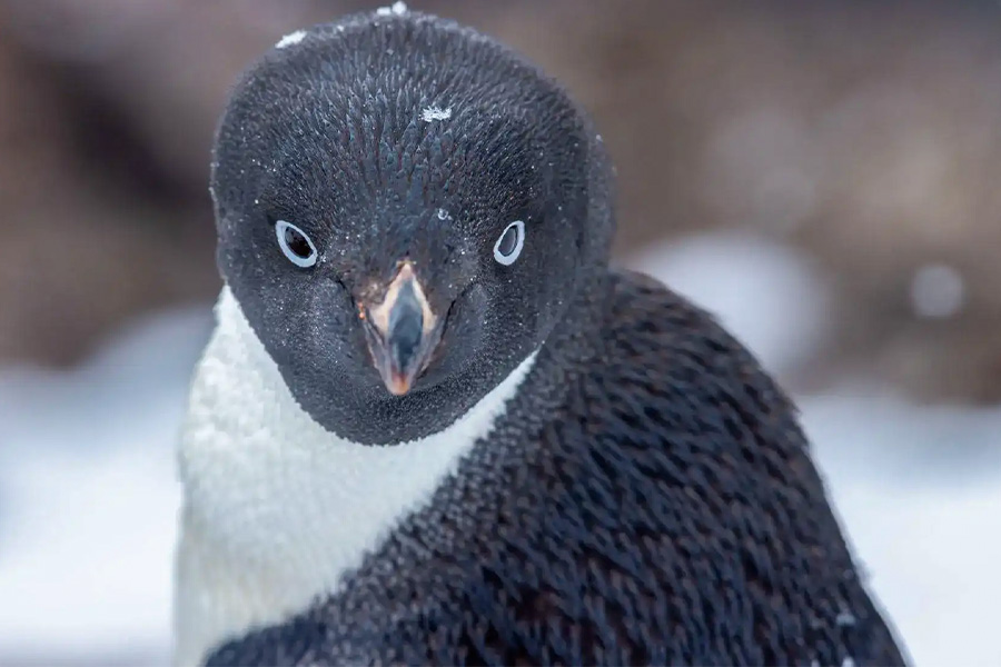 2026-0430-antarctica21-image