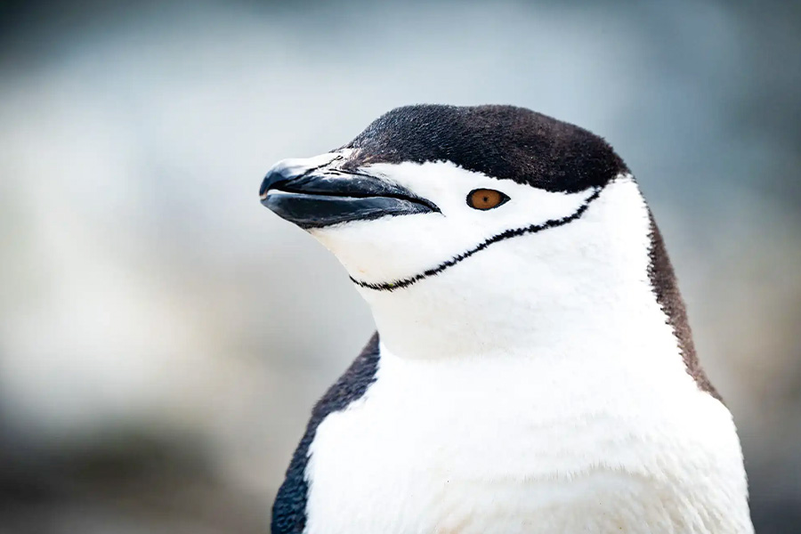 2026-0504-Classic Antarctica Air-Cruise-image-3