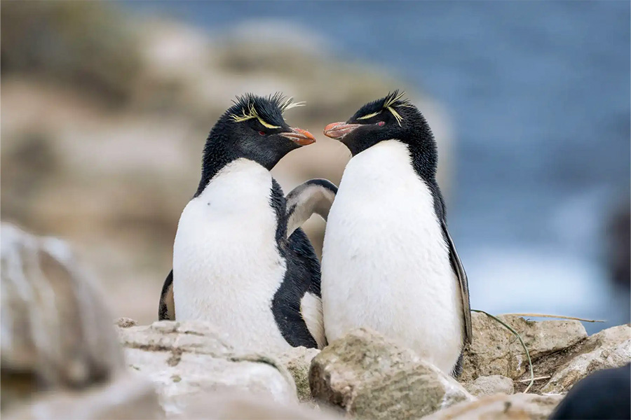 2026-0504-Falkland Islands (Malvinas)-image-2