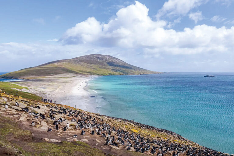 南極21郵輪 | 南極 | 福克蘭群島（馬爾維納斯群島）Falkland Islands (Malvinas)