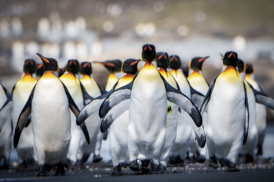 南極21郵輪 | 南極 | 福克蘭群島與南喬治亞島 海上探險之旅Falkland Islands & South Georgia / 2027年10月
