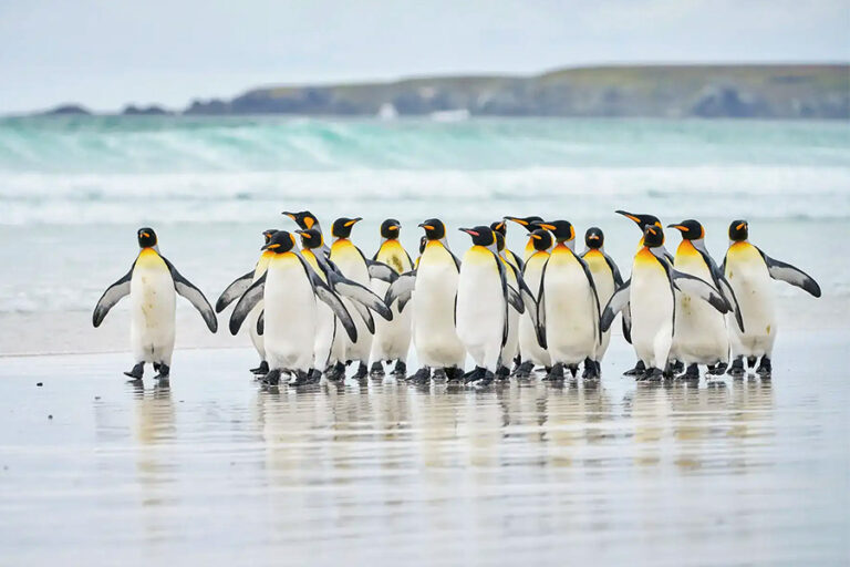 南極21郵輪 | 南極 | 福克蘭群島與南喬治亞島 海上探險之旅Falkland Islands & South Georgia / 2026年10月