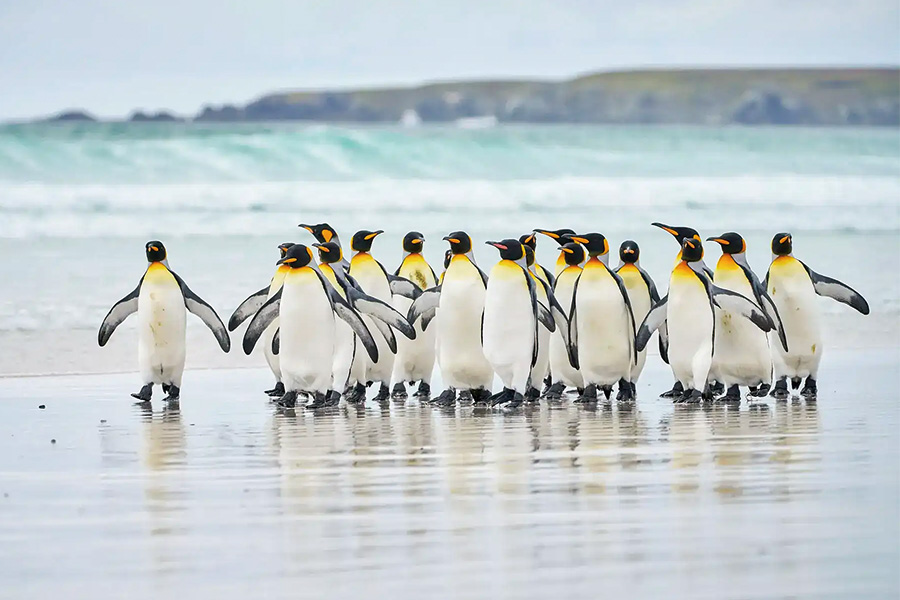 南極21郵輪 | 南極 | 福克蘭群島與南喬治亞島 海上探險之旅Falkland Islands & South Georgia / 2026年10月