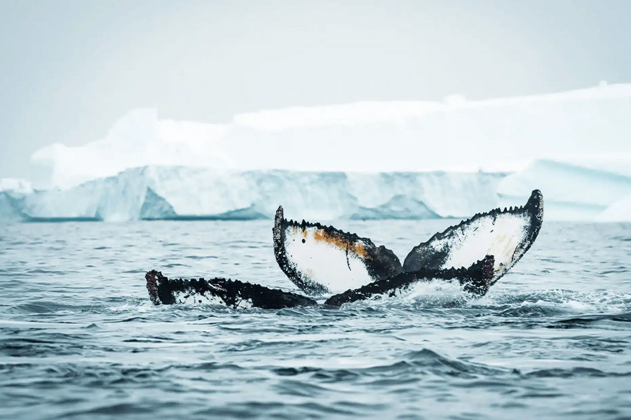 2026-0504-Falklands, South Georgia & Antarctica Sea Voyage-image-1