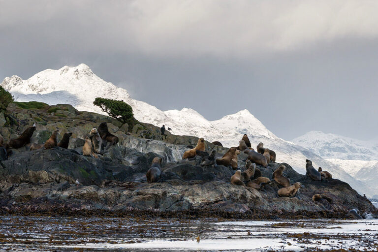 南極21郵輪 | 南極 | 巴塔哥尼亞與智利峽灣（反向航程 北向路線）Patagonia & Chilean Fjords(Reverse Itinerary Norhtbound) / 2028年04月