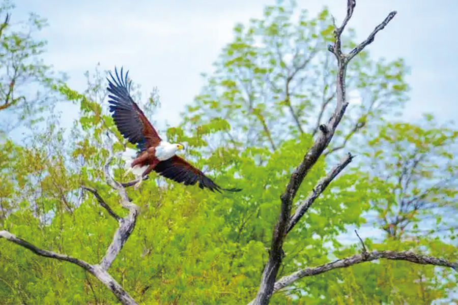 2026-0519-Safari Cruise along the Zambezi River 2 -image-02