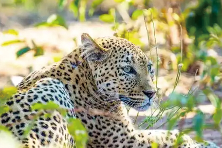 2026-0519-Safari Cruise along the Zambezi River 2 -image-05