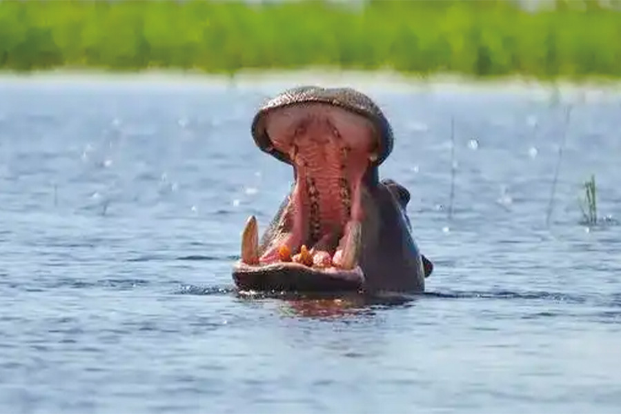 2026-0519-Safari Cruise along the Zambezi River 2 -image-11