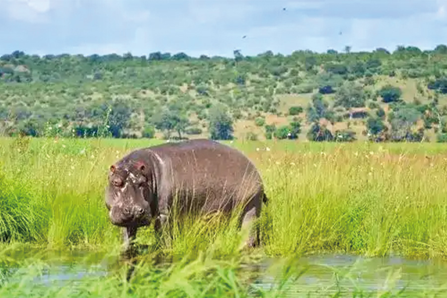 2026-0519-Safari Cruise along the Zambezi River-image-14