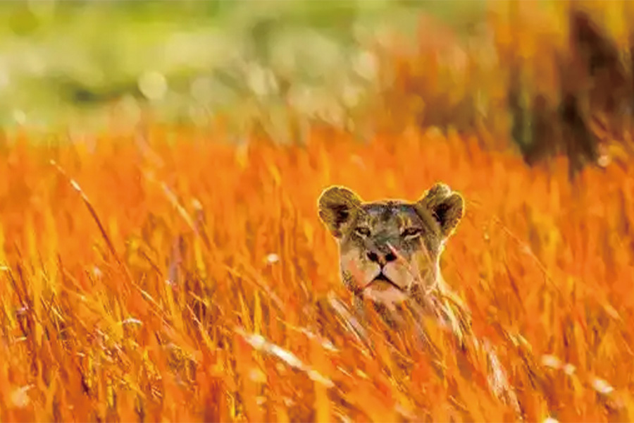 2026-0519-South Africa, Botswana, Namibia, Zimbabwe with extended stay at the Cape Peninsula -image-3