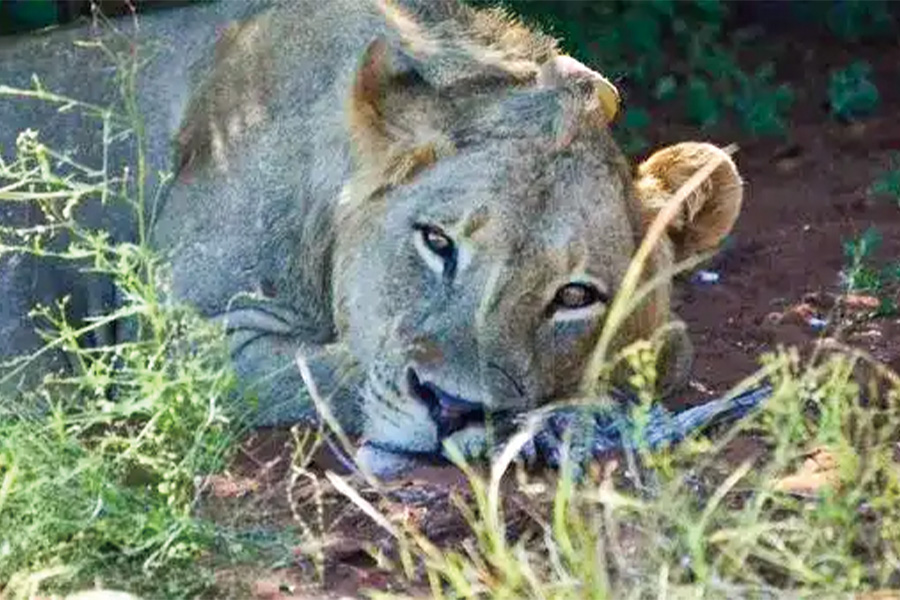 2026-0519South Africa, Botswana, Namibia, Zimbabwe with extended stay at the Cape Peninsula2-image-2