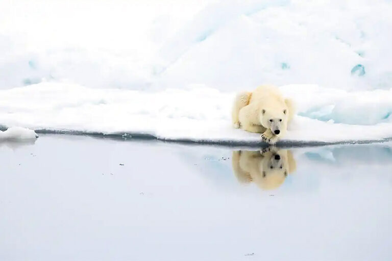 龐洛郵輪 | 北極 | 格陵蘭島東北部未開發的冰海Northeast Greenland’s Unexplored Sea Ice / 2028年06月