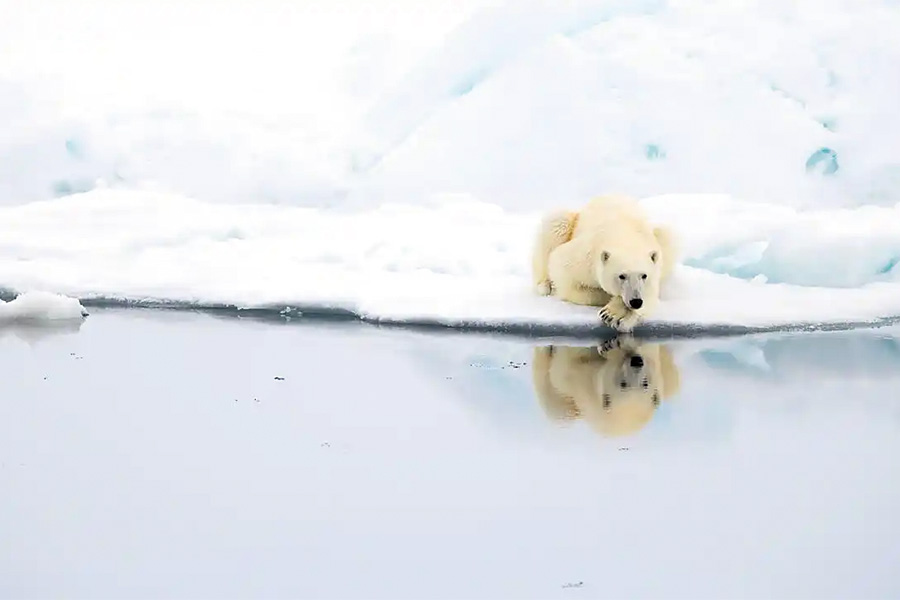 龐洛郵輪 | 北極 | 格陵蘭島東北部未開發的冰海Northeast Greenland’s Unexplored Sea Ice / 2028年06月