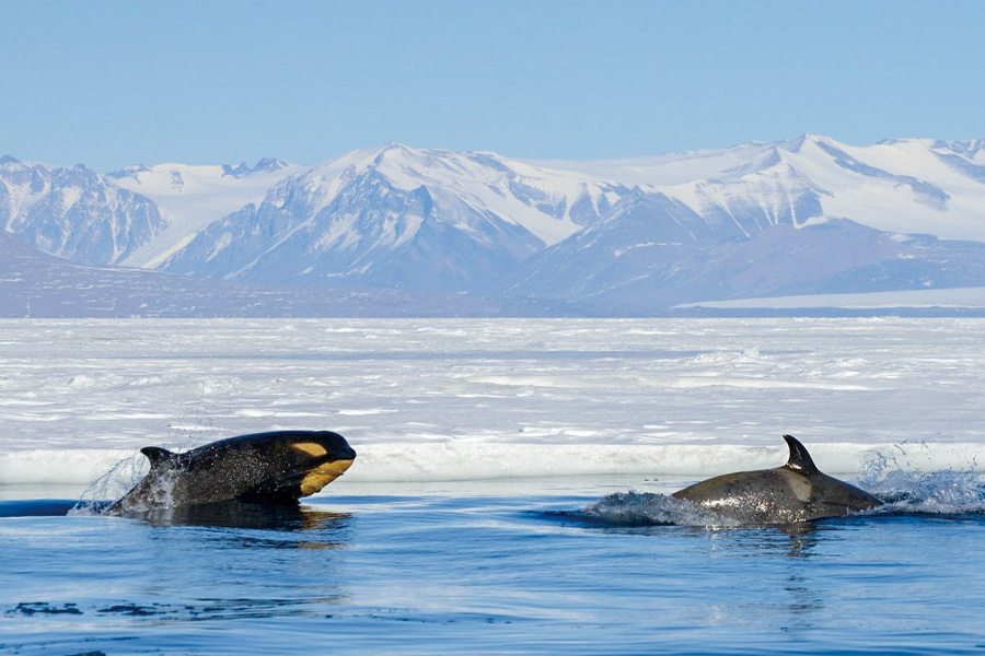 2026-0622-Antarctica – Emperors & Snow Hill Island – Helicopters-image-10
