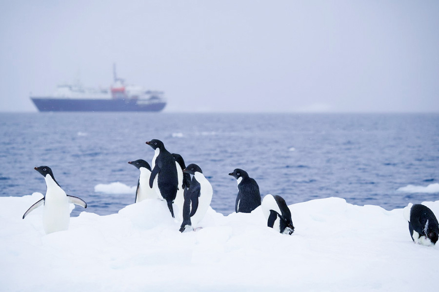 2026-0622-Antarctica – Emperors & Snow Hill Island – Helicopters-image-12