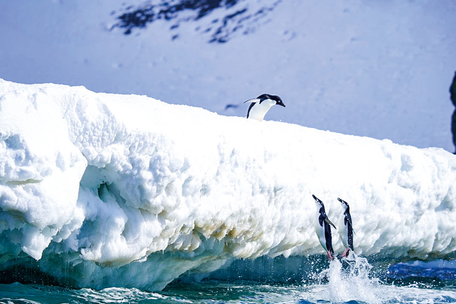2026-0622-Antarctica – Emperors & Snow Hill Island – Helicopters-image-13