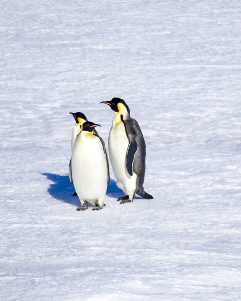 2026-0622-Antarctica – Emperors & Snow Hill Island – Helicopters-image-25