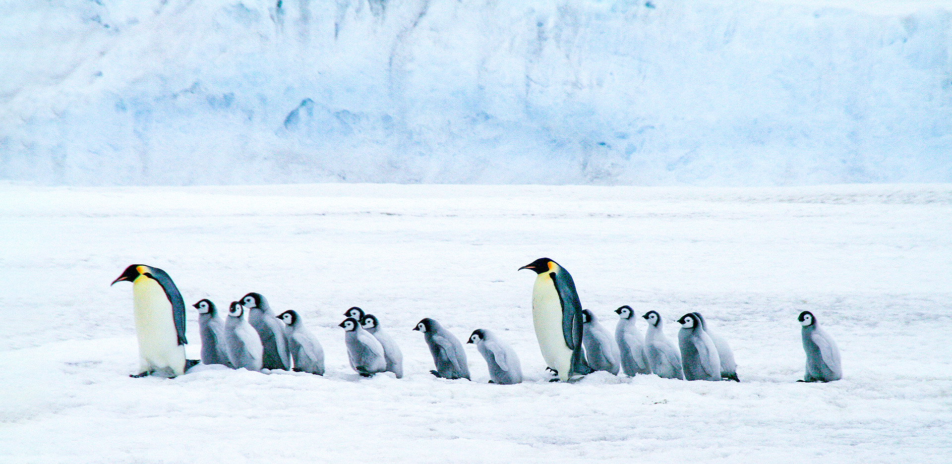 2026-0622-Antarctica – Emperors & Snow Hill Island – Helicopters-image-31