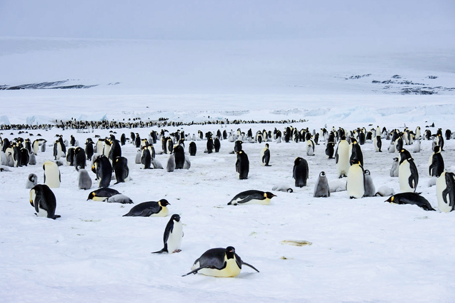 2026-615-Antarctica – Emperors & Snow Hill Island – Helicopters-image-1