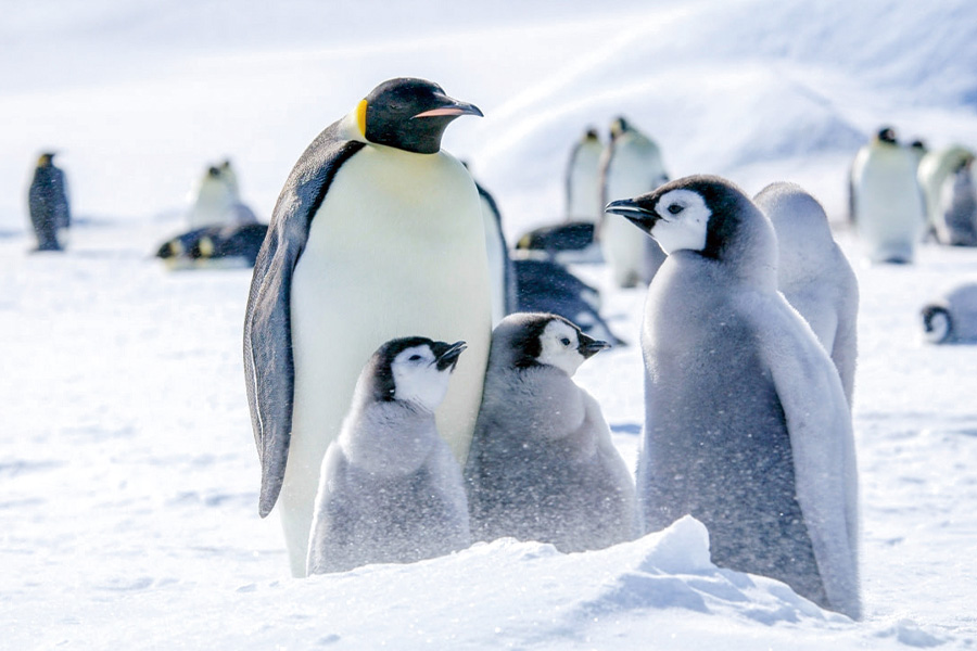 2026-615-Antarctica – Emperors & Snow Hill Island – Helicopters-image-2
