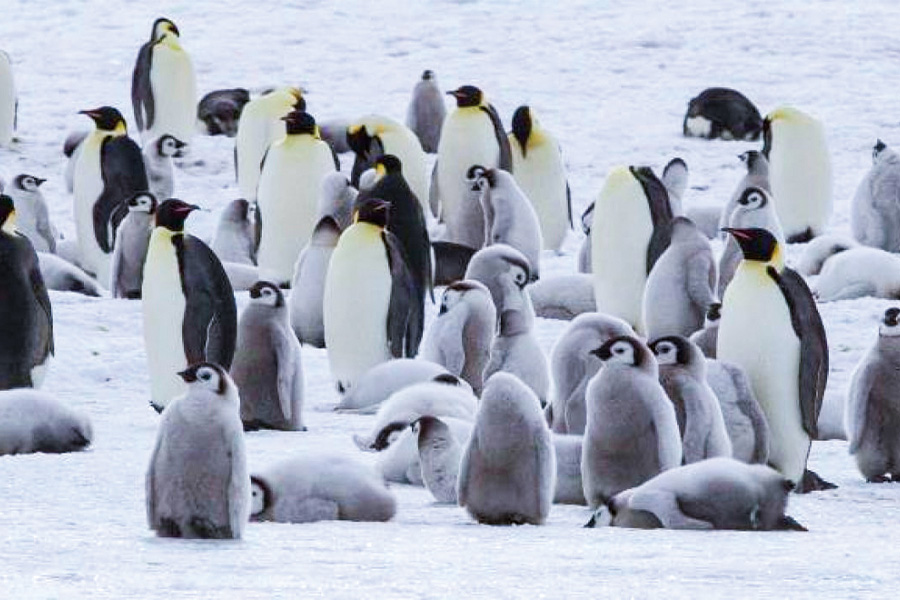 2026-615-Antarctica – Emperors & Snow Hill Island – Helicopters-image-3