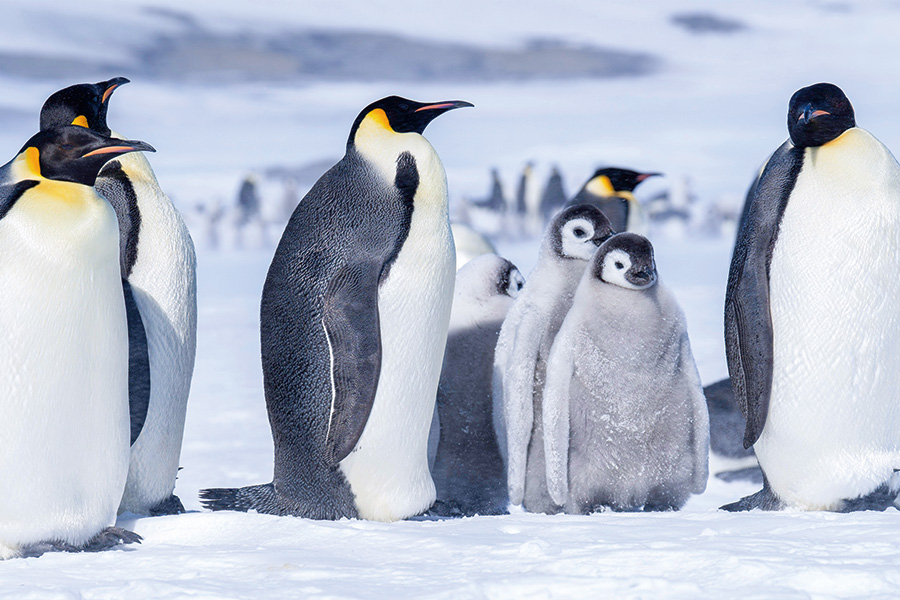 2026-615-Antarctica – Emperors & Snow Hill Island – Helicopters-image-33